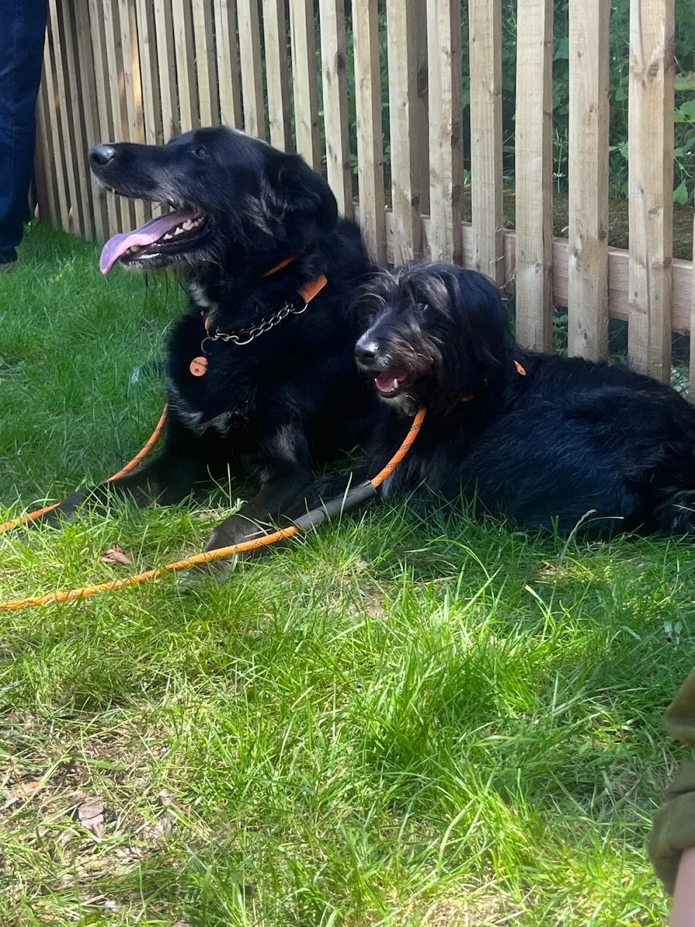 Meeting House Boarding Kennels and Cattery - Hertfordshire pet otel görseli 3