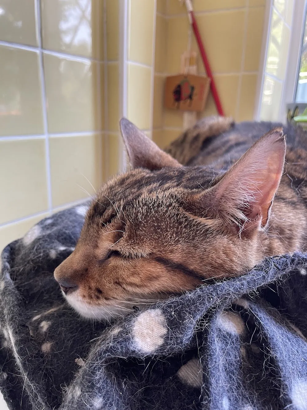 Tewin Boarding Cattery - Hertfordshire pet otel