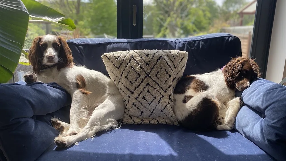 The Spaniel House - Hertfordshire pet otel görseli 2