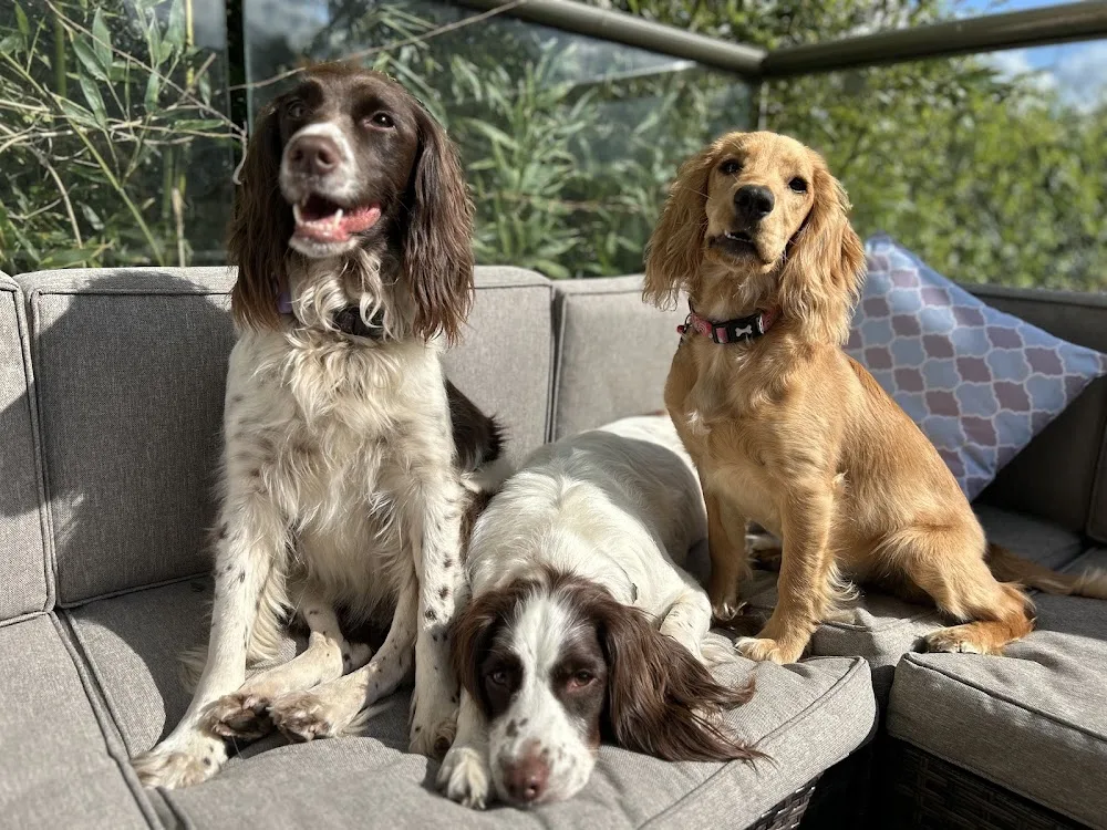The Spaniel House - Hertfordshire pet otel görseli 3