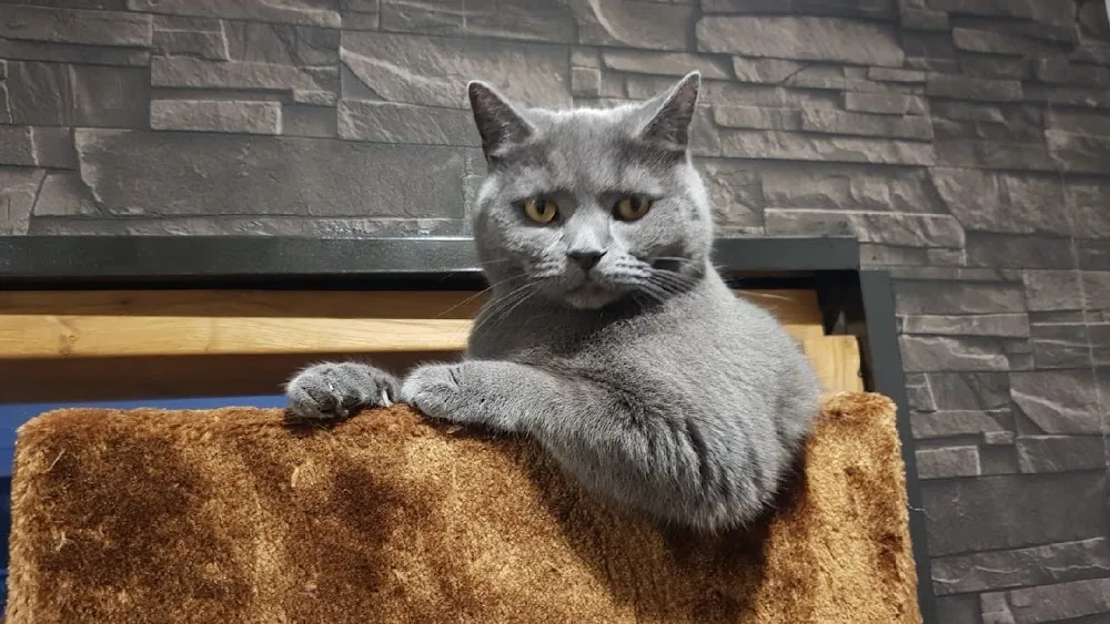 Cats Lounge - Hessen pet otel