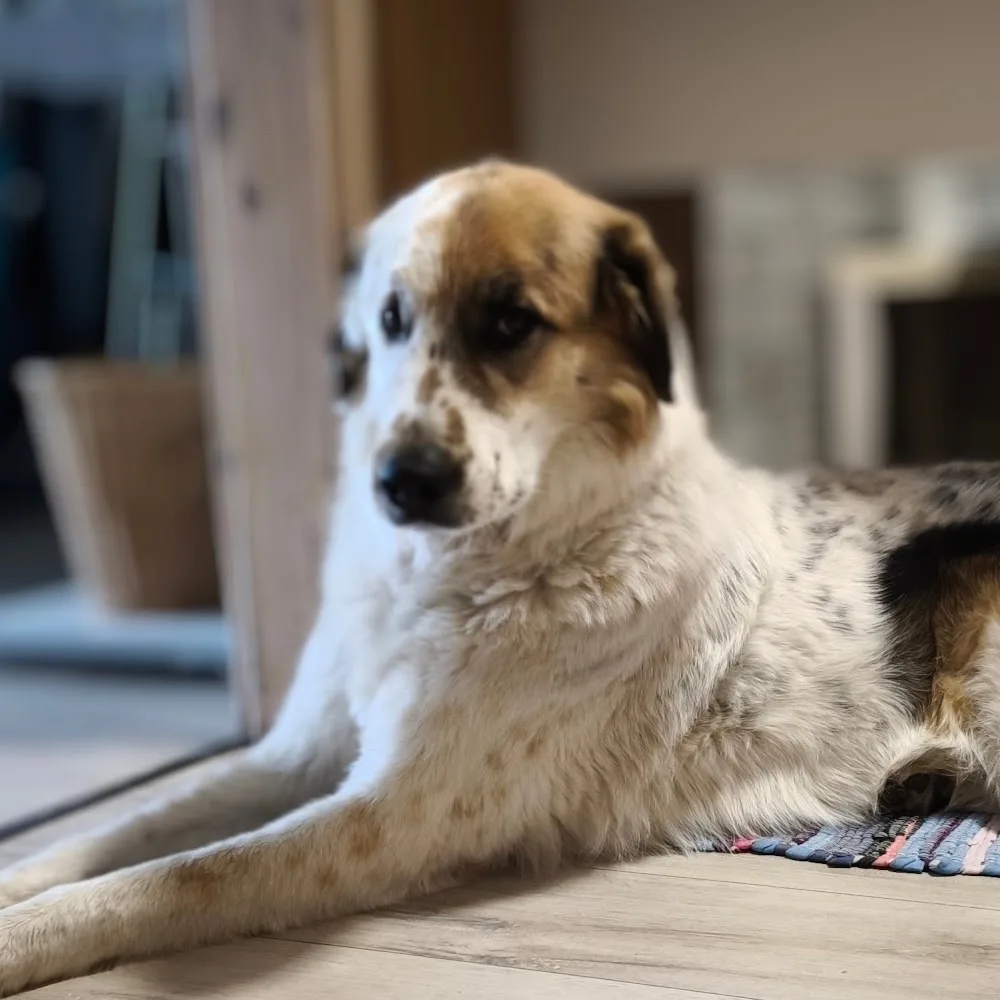 Das Hunderevier - Hessen pet otel görseli 5