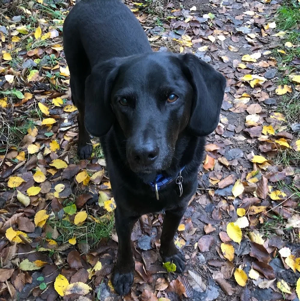 DOGGIA - Urlaub mit Hund in der Rhön - Hessen pet otel görseli 5