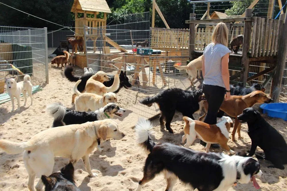 Doggyhouse - Hessen pet otel görseli 3