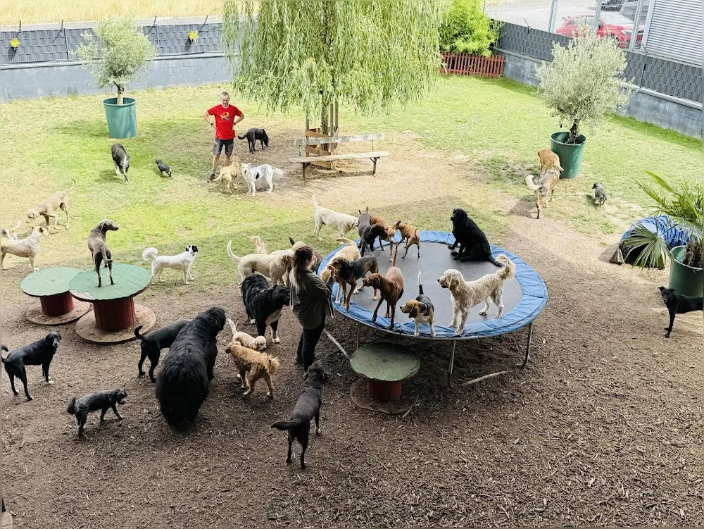 Hundehotel Rosbach GmbH - Hessen pet otel görseli 3