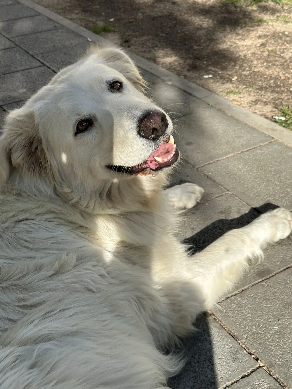 Hundepension LaLu - Hessen pet otel