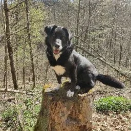 Hundepension LaLu - Hessen pet otel görseli 5