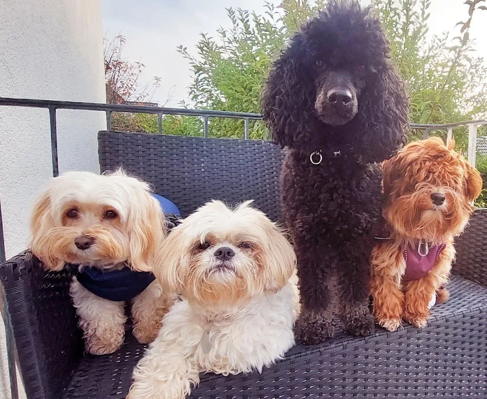 Hundepension pudelwohl Kronberg im Taunus - Hessen pet otel görseli 3