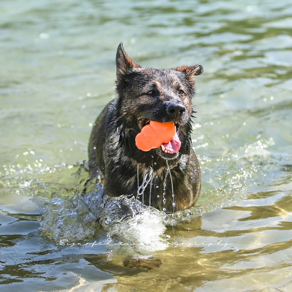 Hundepension - Hessen pet otel