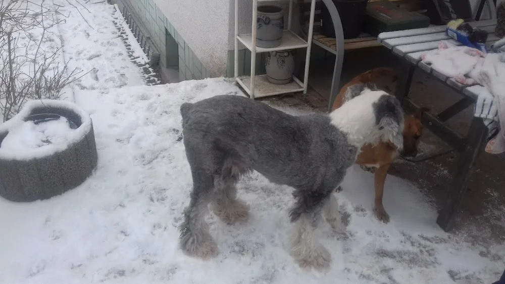 Hundetagesstätte - Hessen pet otel