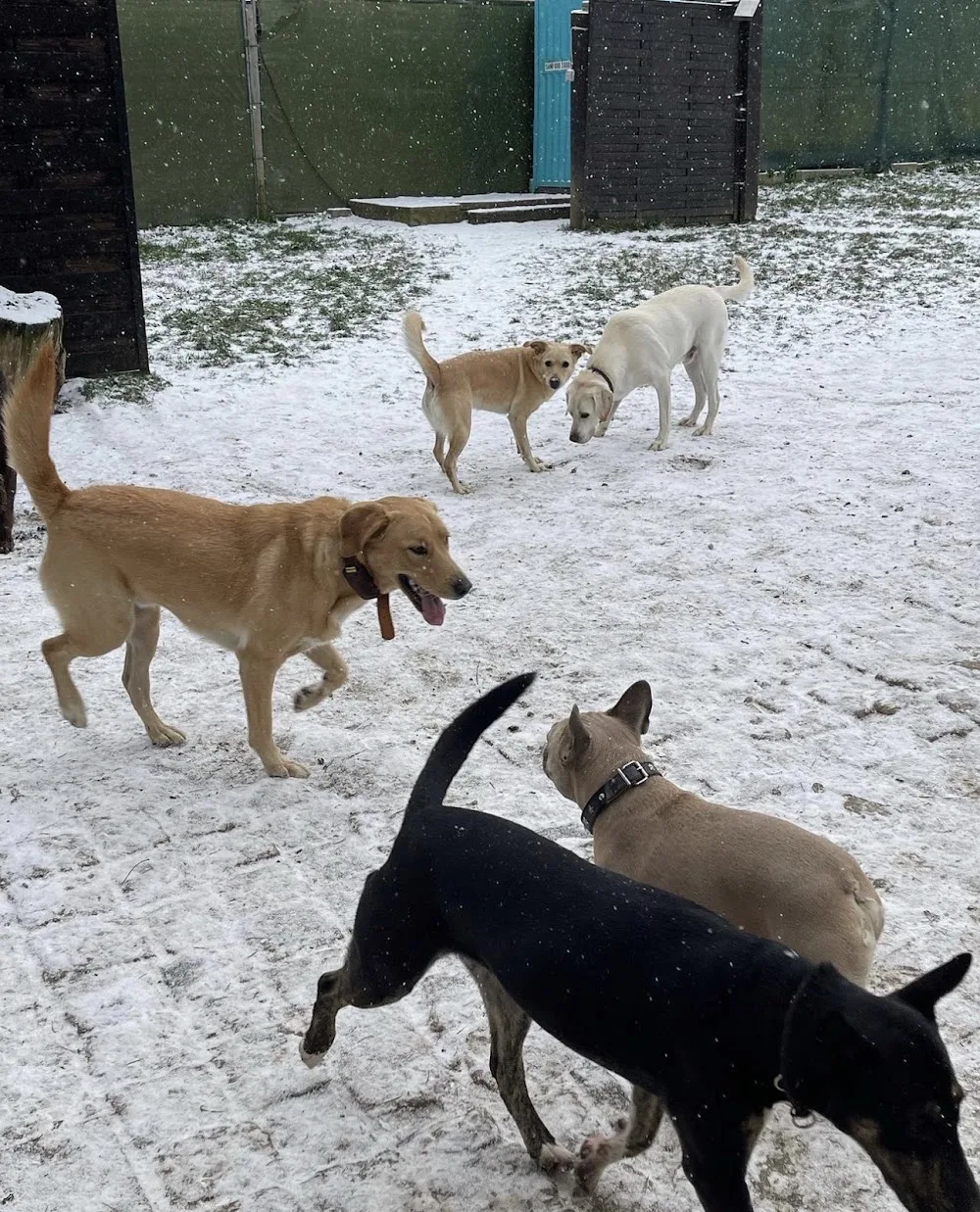 Hundetagesstätte/Pension Paloma Flack in Flörsheim und Frankfurt am Main - Hessen pet otel görseli 3