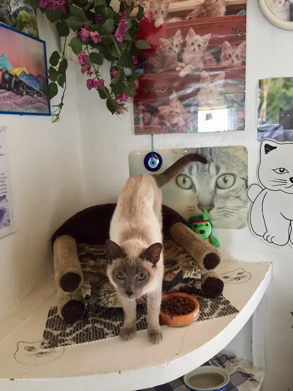 Katzenhotel Reichardt Zoofachgeschäft und Katzenpension - Hessen pet otel görseli 2