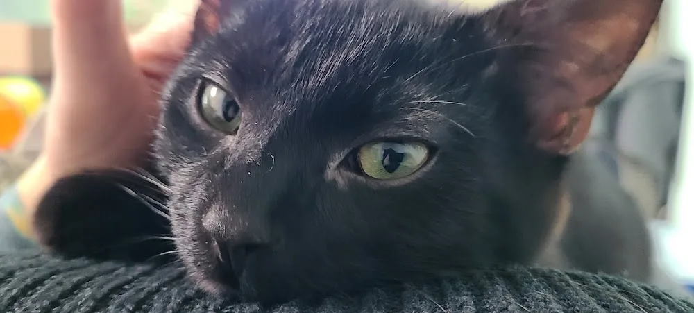 Katzenpension Grinsekatze - Hessen pet otel görseli 6
