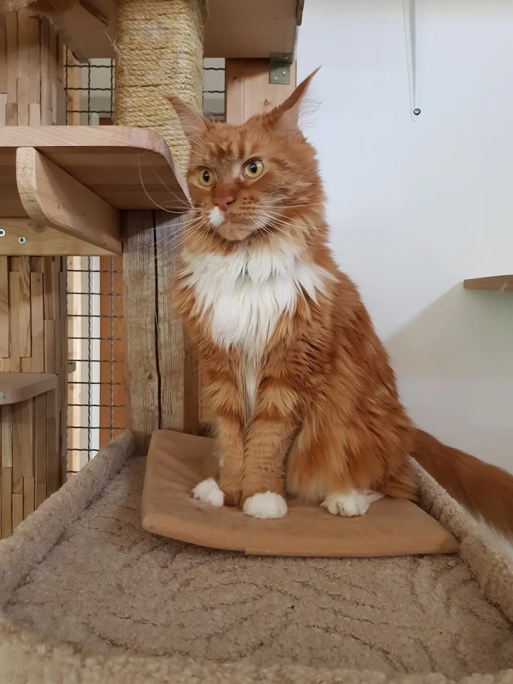 Katzenpension Max Lounge - Hessen pet otel görseli 7