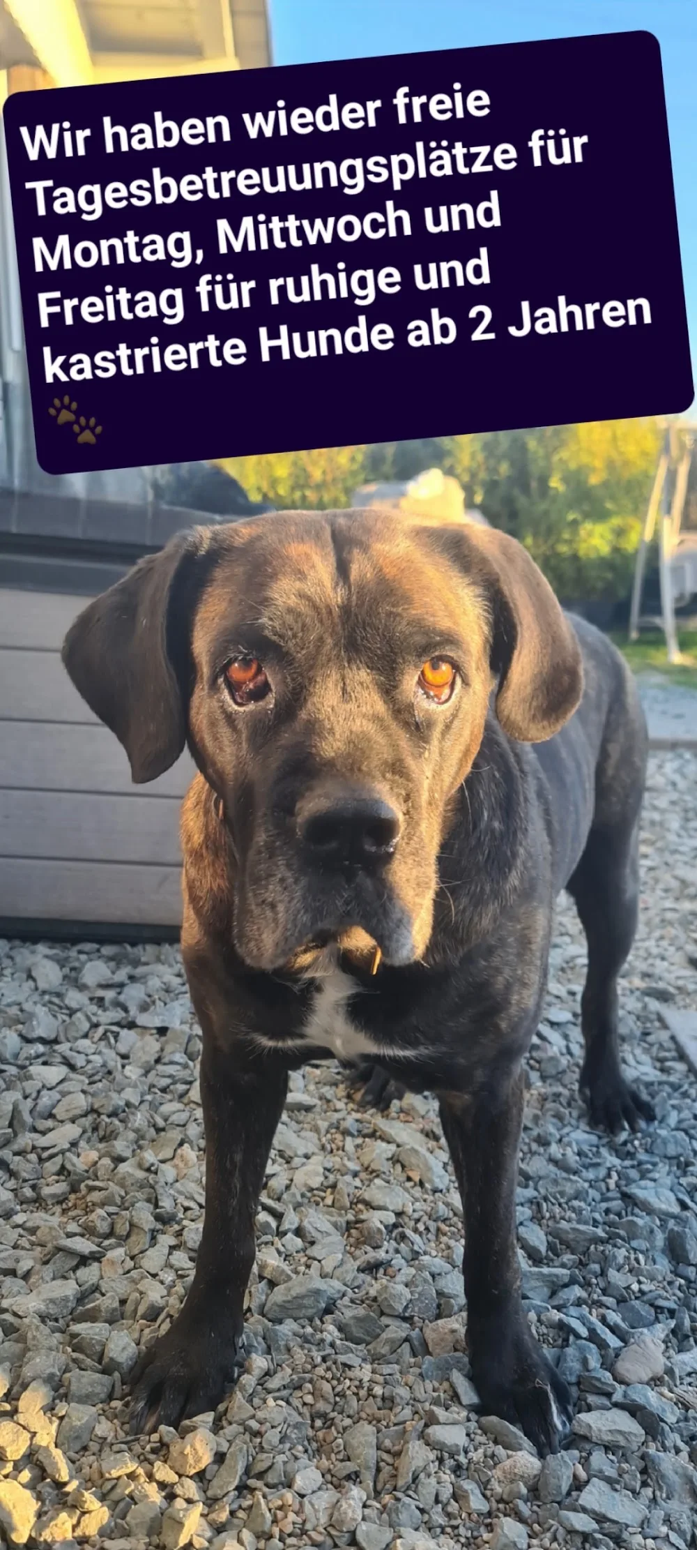 Lisa's Hundeparadies (Hundetagesstätte) - Hessen pet otel görseli 2