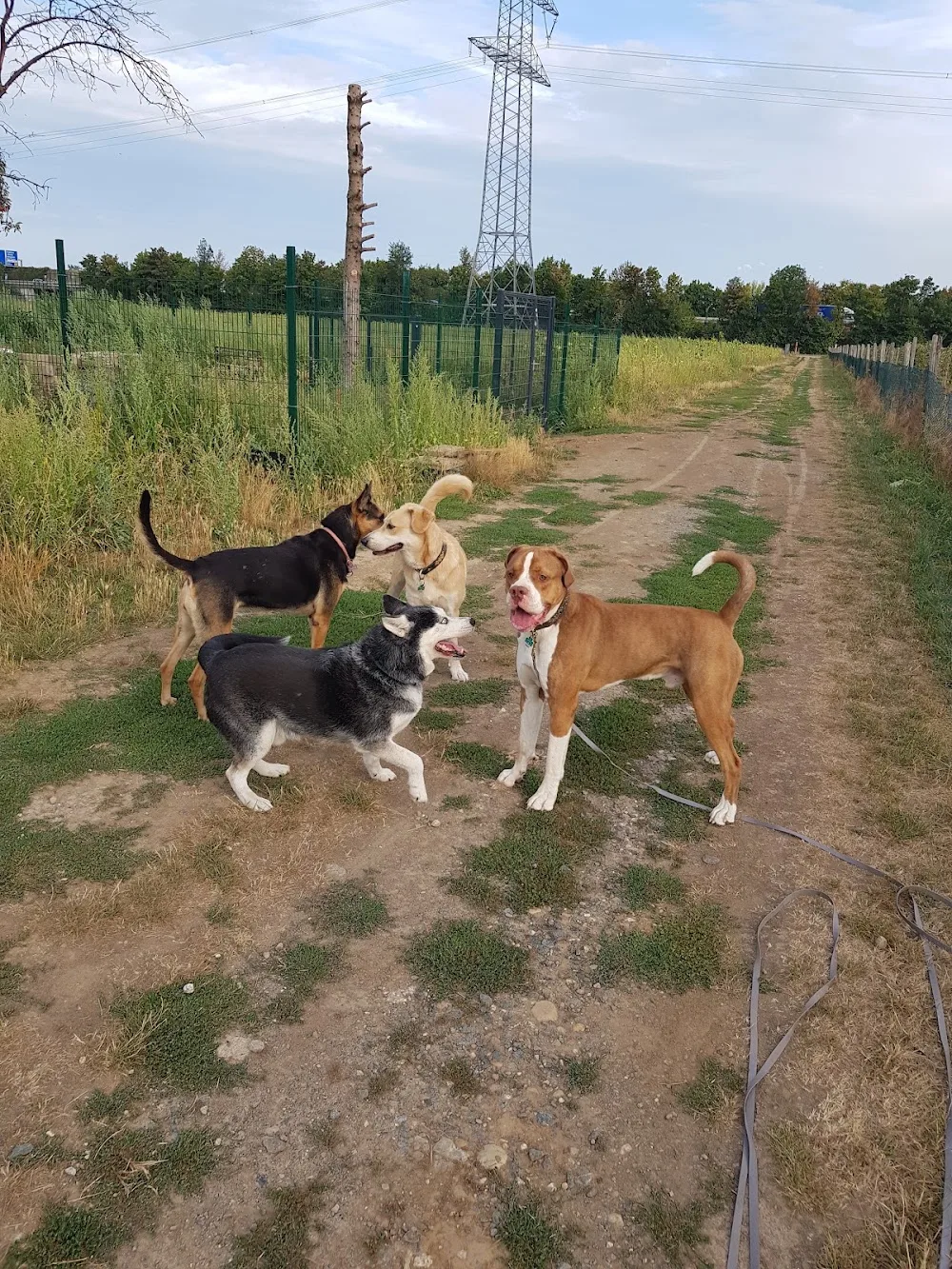 Lisa's Hundeparadies (Hundetagesstätte) - Hessen pet otel görseli 3