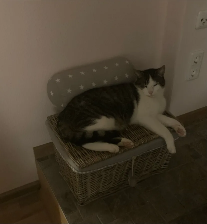 Manuela Grosse- Wurmstein Katzenpension Samtpfote - Hessen pet otel