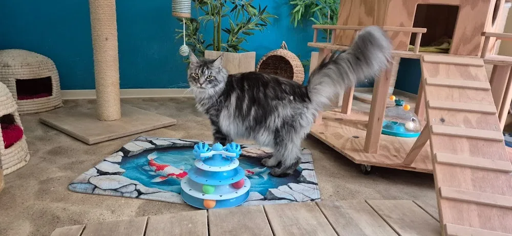 Manuela Grosse- Wurmstein Katzenpension Samtpfote - Hessen pet otel görseli 3