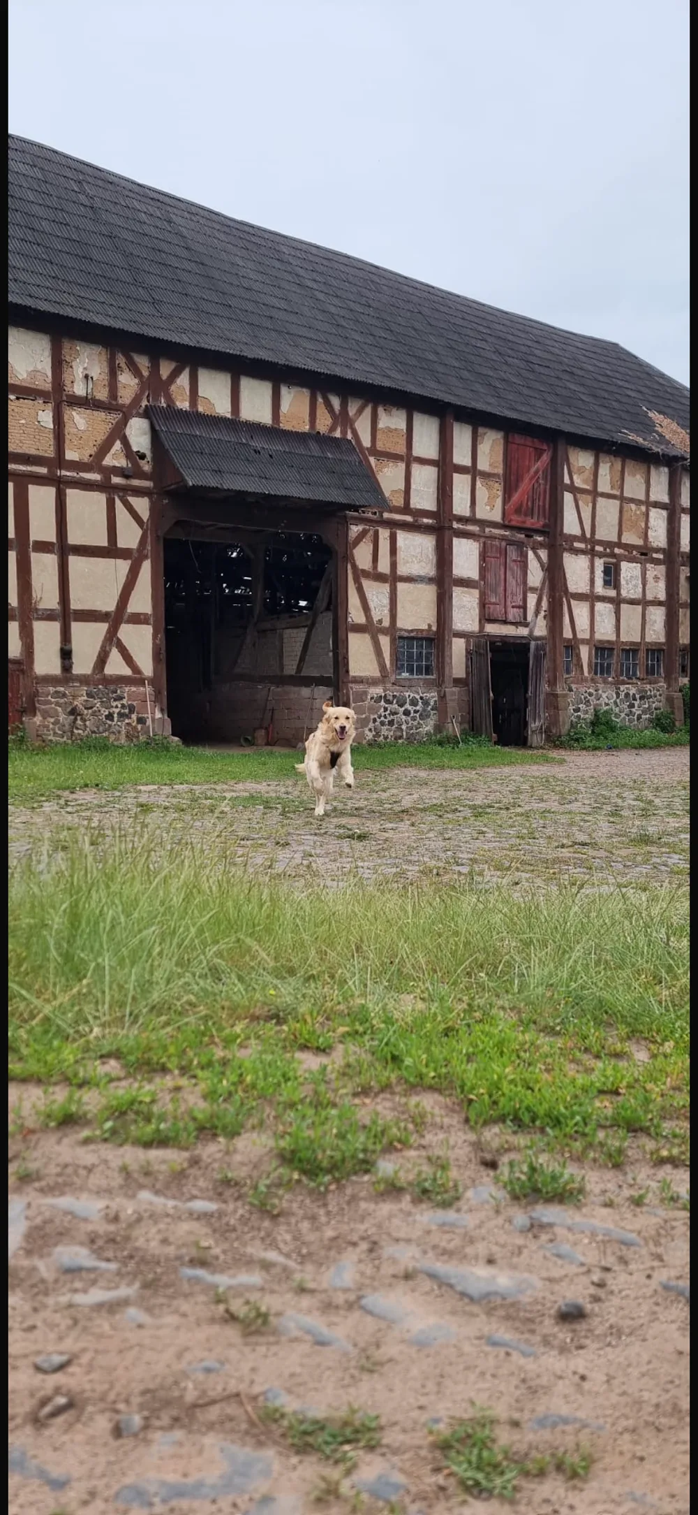 PfotenGut Radenhausen - Hessen pet otel görseli 3