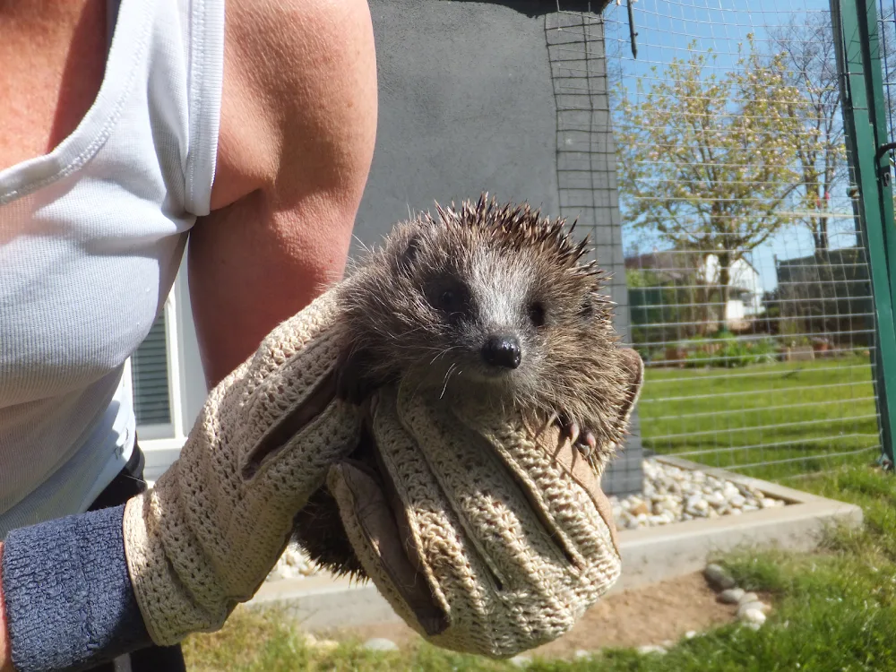 Tierbetreuung in der Wetterau - Hessen pet otel