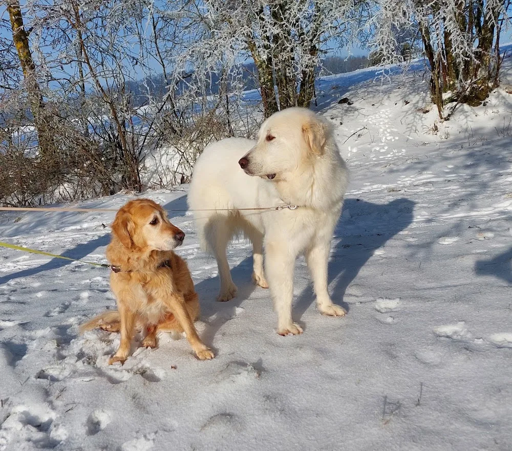 Tierpension Sinntal - Hessen pet otel görseli 2