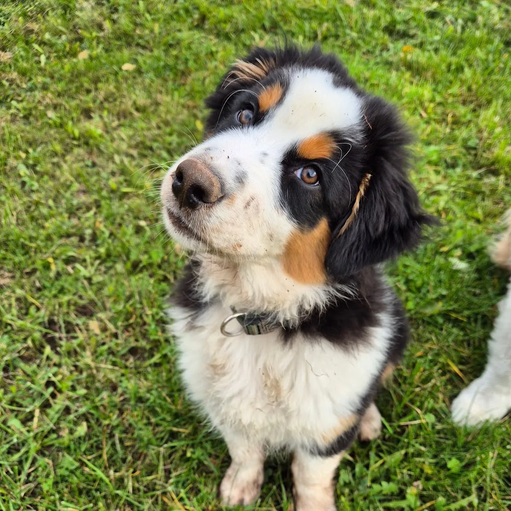 Tierpension Sinntal - Hessen pet otel görseli 4