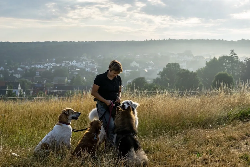 Tierservice mit Herz | Tierbetreuung | Hundepension | mobile Katzenbetreuung | Bianca Wolff - Hessen pet otel görseli 2