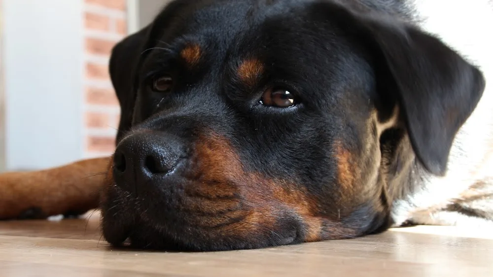 Blackrust Rottweiler Kennel - Heves County pet otel