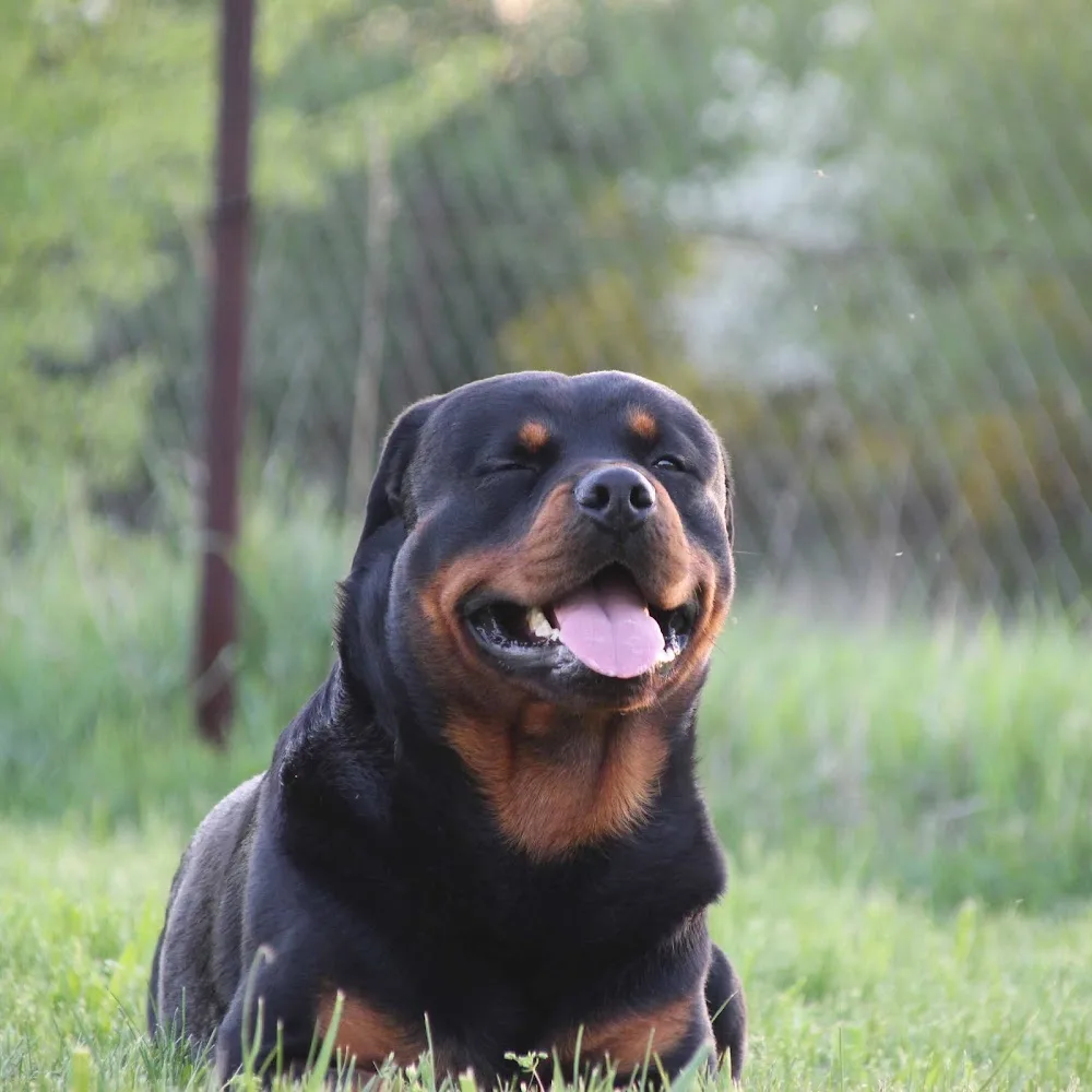 Blackrust Rottweiler Kennel - Heves County pet otel görseli 3
