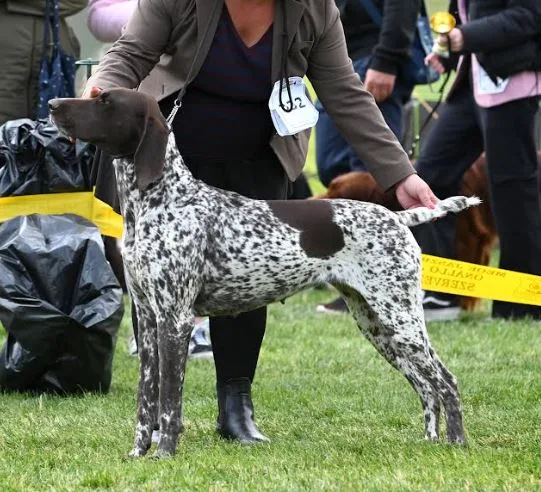 Blume des König Kennel - Heves County pet otel