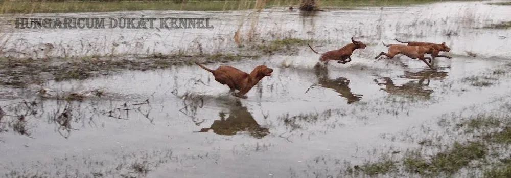 Hungaricum Dukát Magyar vizsla kennel - Heves County pet otel görseli 2