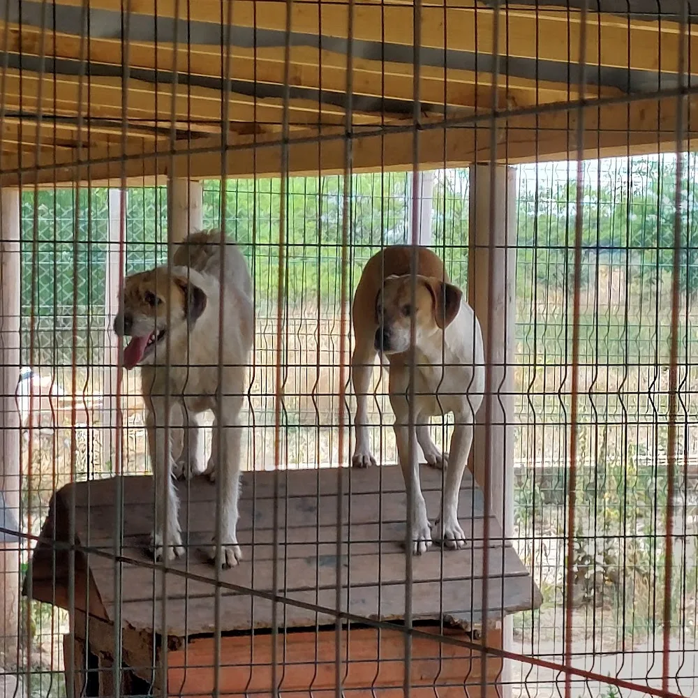 Papamaci Menhely - Heves County pet otel