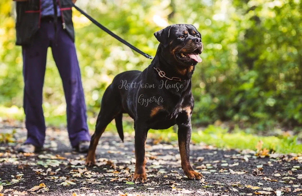 Rott vom Hause Gyorfi Kennel - Heves County pet otel