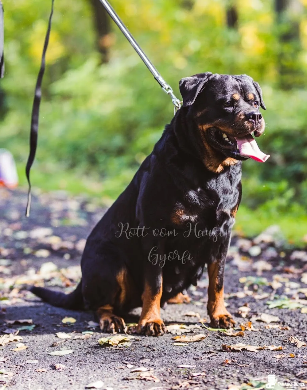 Rott vom Hause Gyorfi Kennel - Heves County pet otel görseli 3