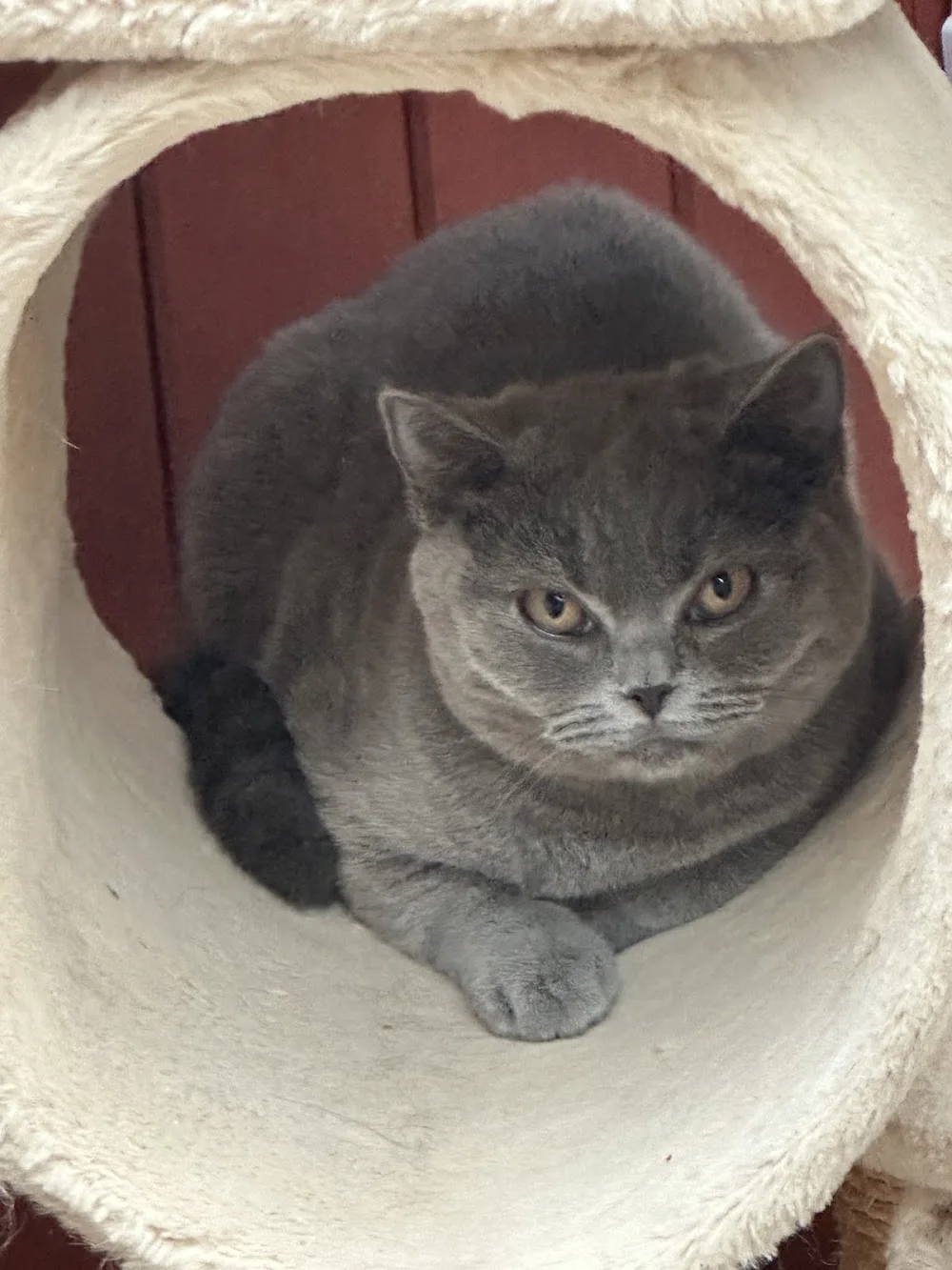 Posh Paws Boarding kennels and cattery - High Harrington pet otel