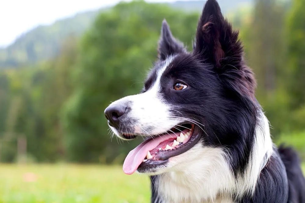 West Coast Kennels - High Harrington pet otel görseli 3