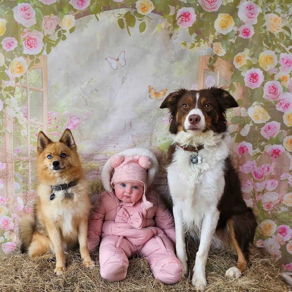 West Coast Kennels - High Harrington pet otel görseli 4