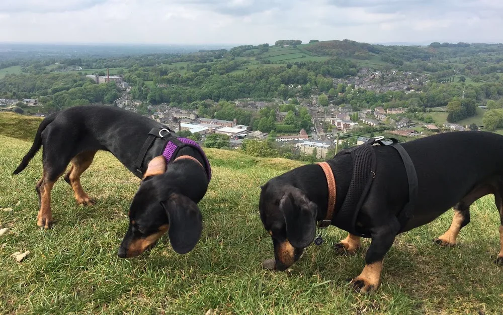 Black & Tan Dachshund Boarding - High Peak pet otel