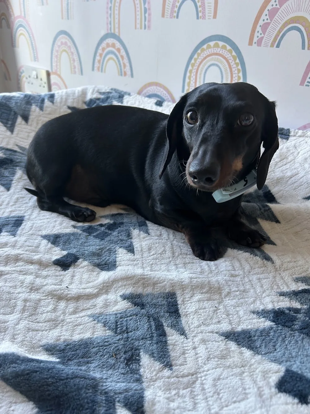 Black & Tan Dachshund Boarding - High Peak pet otel görseli 3