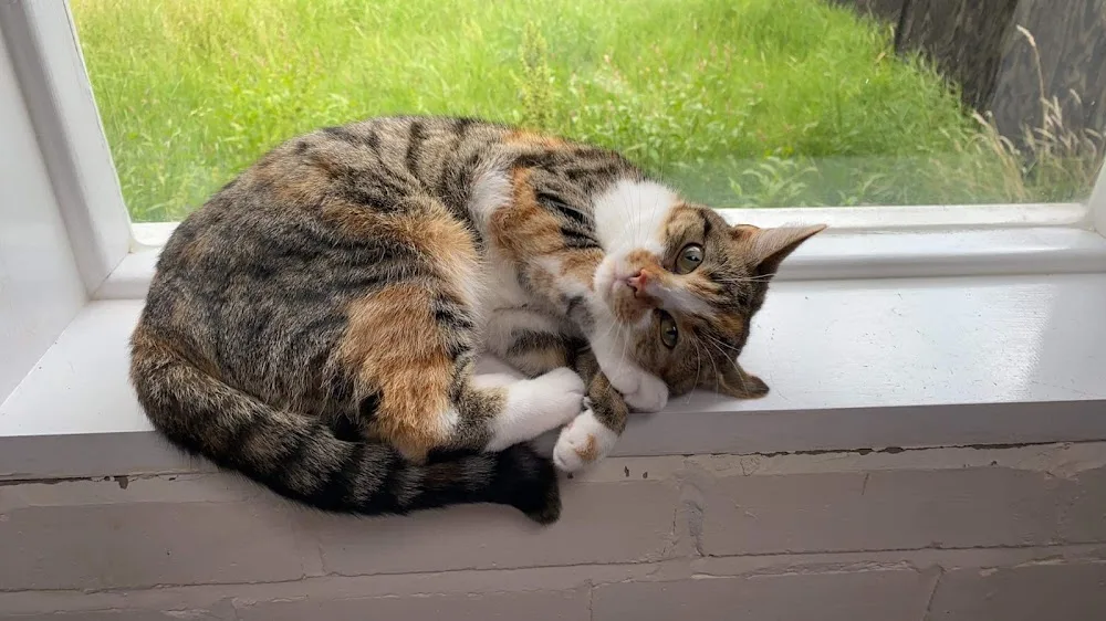 Cats Whiskers Cattery - High Peak pet otel