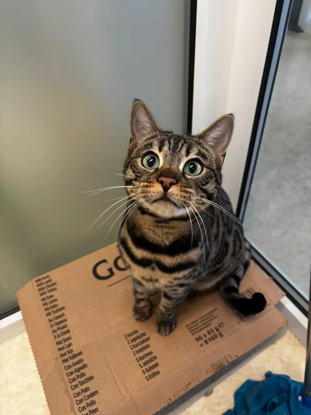 Catsworth House Cat Hotel - High Peak pet otel