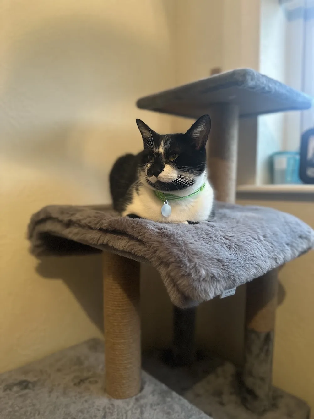 Catsworth House Cat Hotel - High Peak pet otel görseli 3