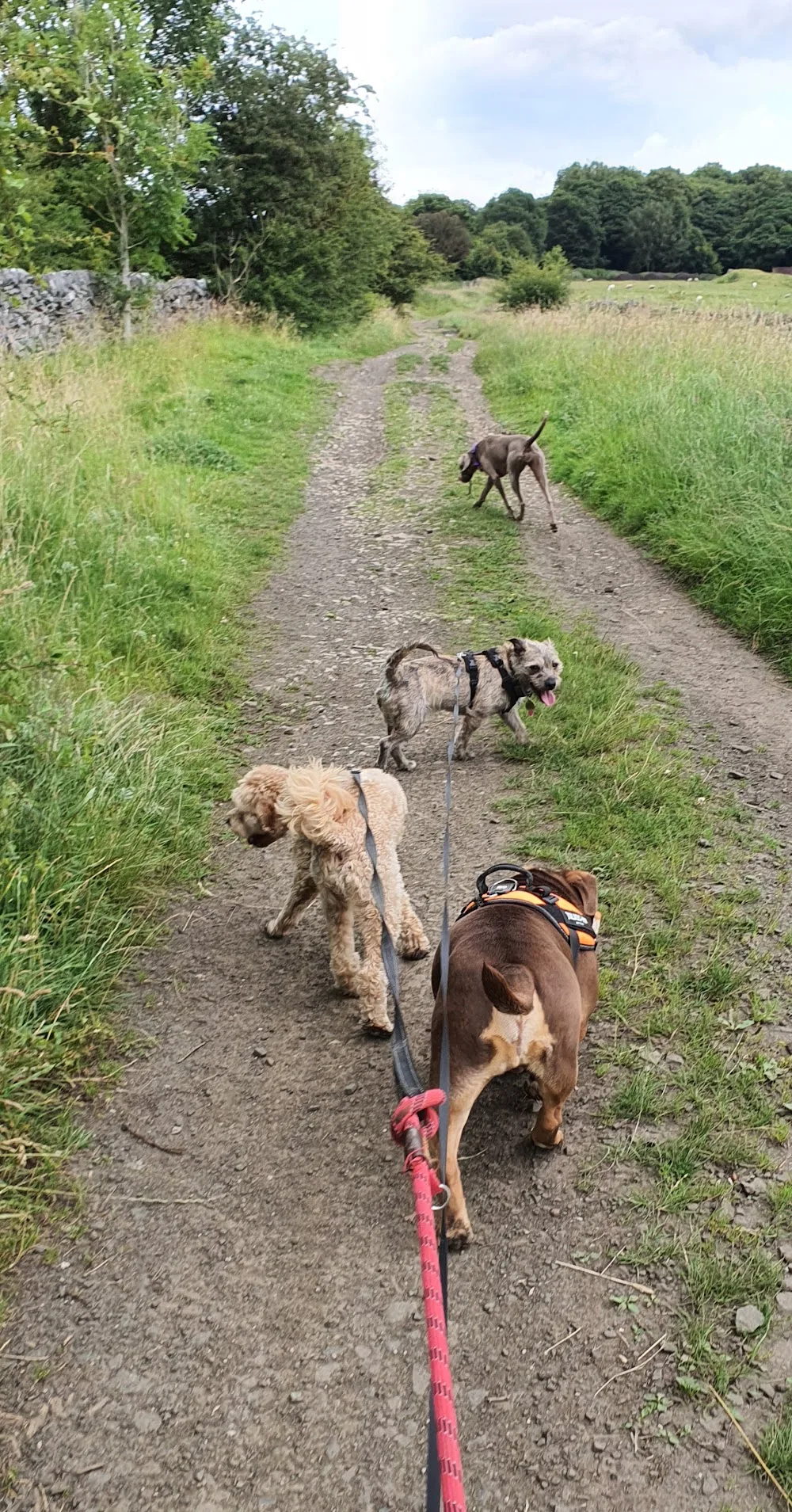 Cosy Kennels - High Peak pet otel