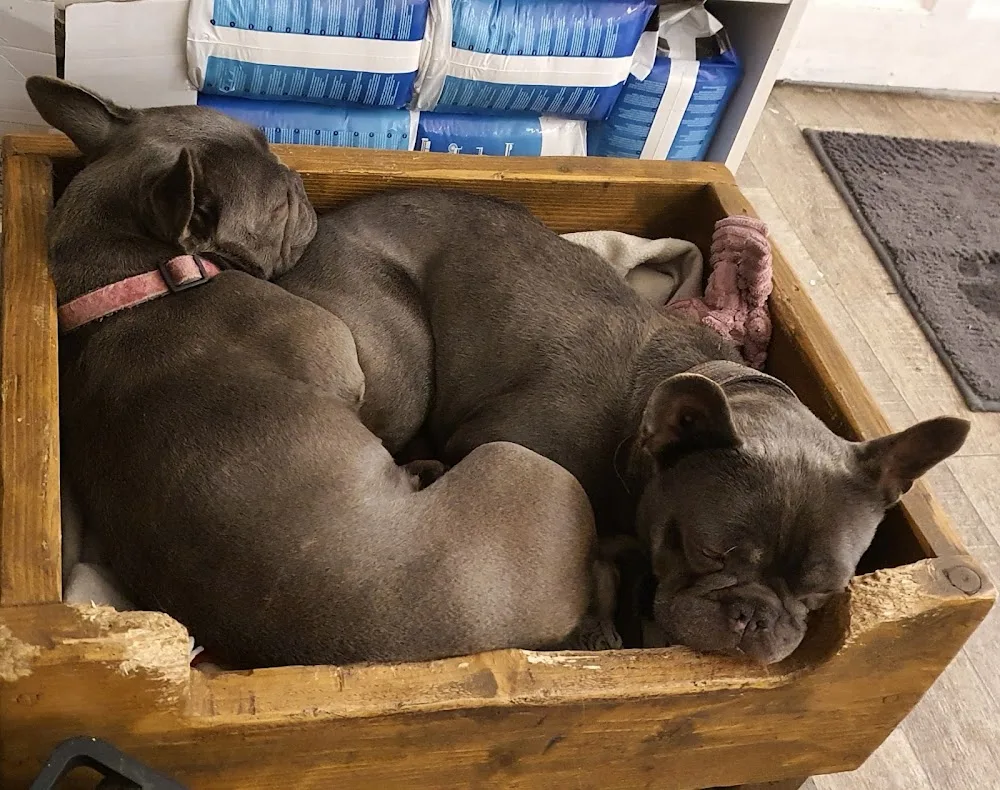 Cosy Kennels - High Peak pet otel görseli 3