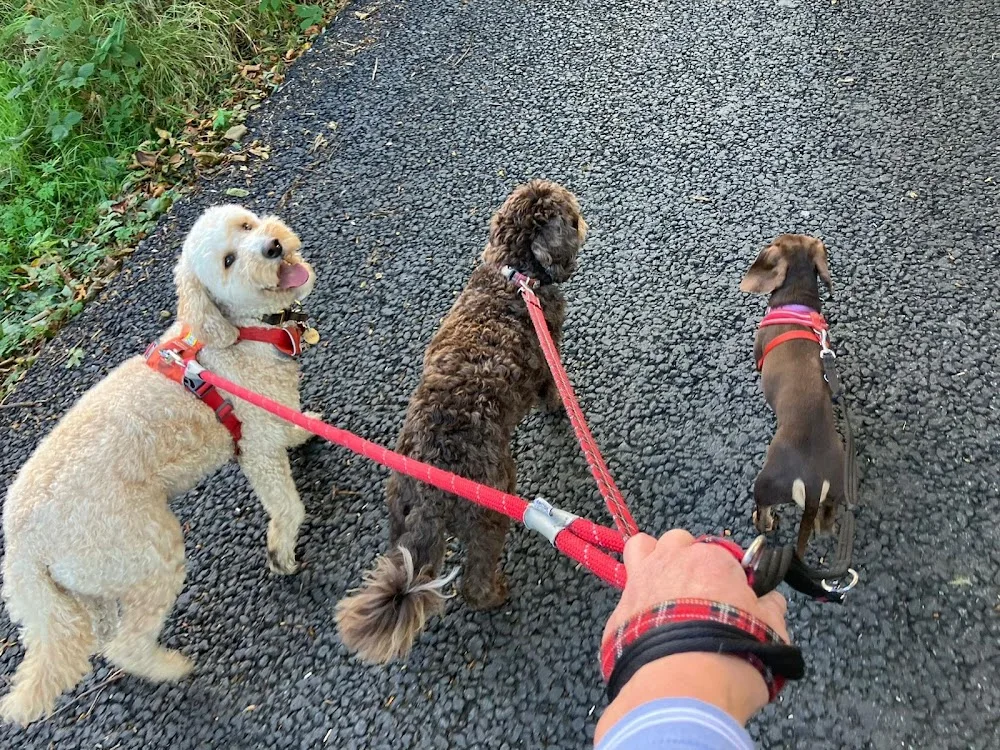 Dolly Lane Dog Boarding and Daycare - High Peak pet otel