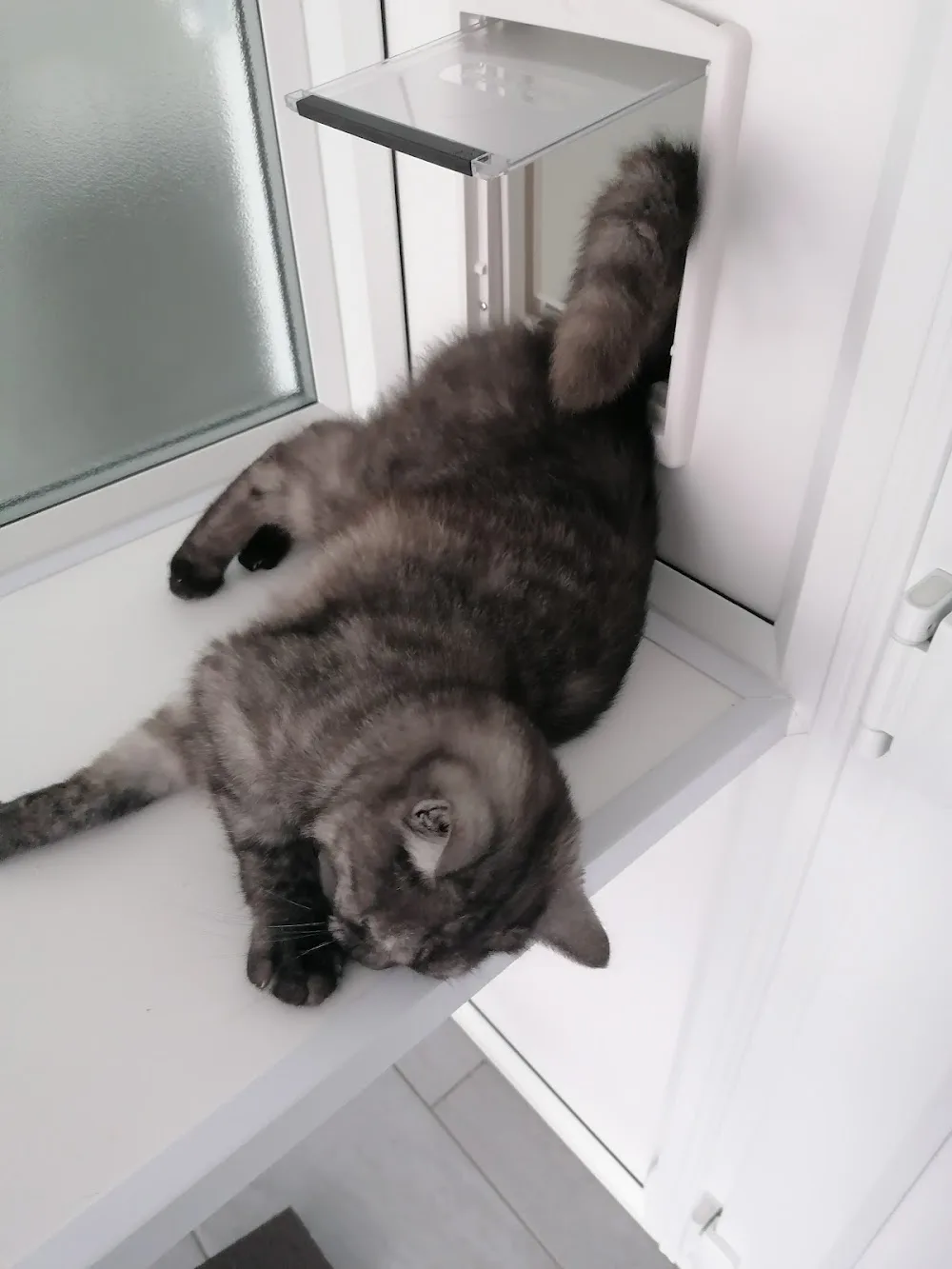 High Peak Cats Lodge - High Peak pet otel
