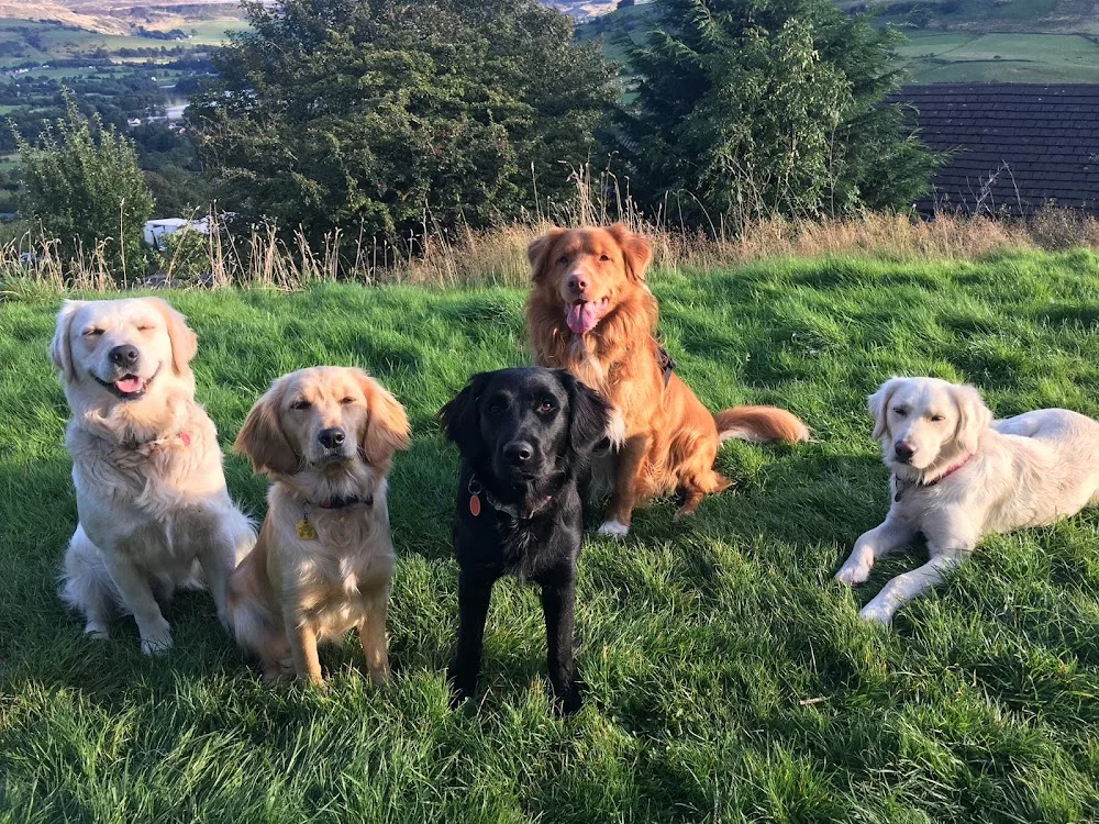 Hilltop Tails Dog Boarding - High Peak pet otel