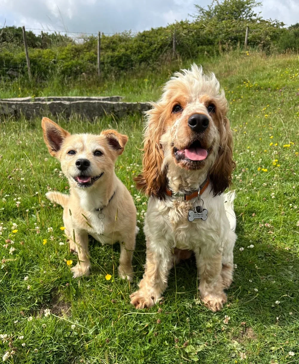 Hilltop Tails Dog Boarding - High Peak pet otel görseli 3