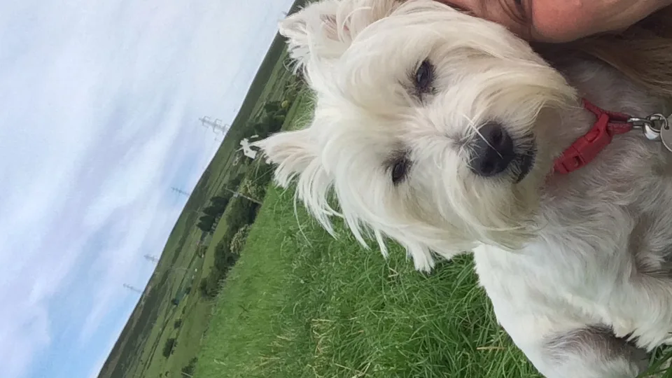 k9 Home Boarding UK - High Peak pet otel