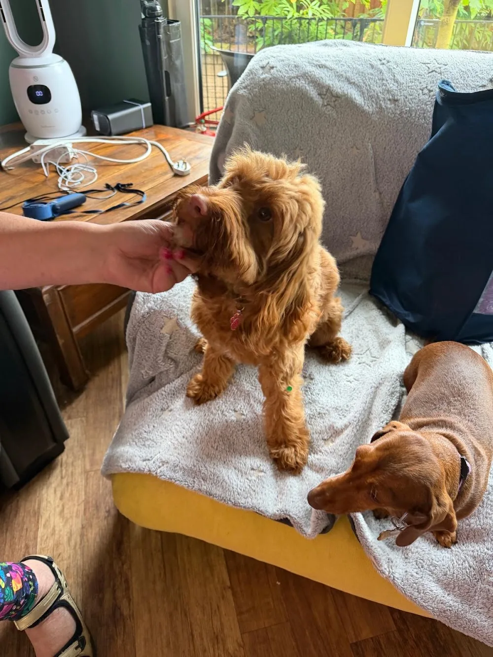SK Luxury Dog Boarding, Day Care and Dog Walking Services - High Peak pet otel görseli 2